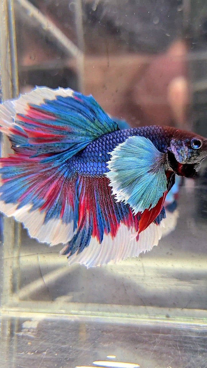 HALFMOON SUPER DUMBO EAR BLUE GREEN REDWASH BETTA FISH