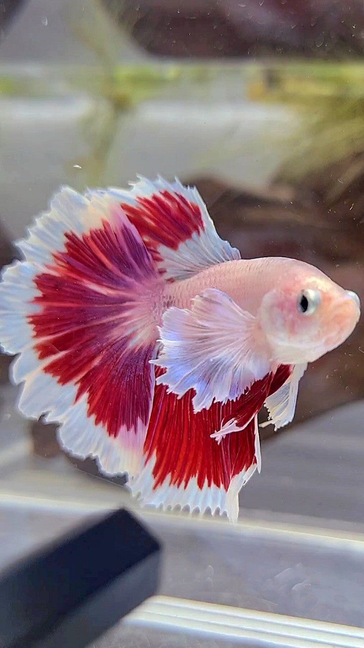 HALFMOON DUMBO EAR ROSETAIL AOC CELLOPHANE RED PATTERN BUTTERFLY BETTA FISH