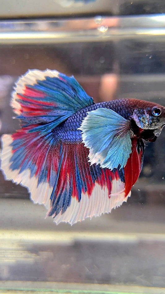 HALFMOON SUPER DUMBO EAR BLUE GREEN REDWASH BETTA FISH