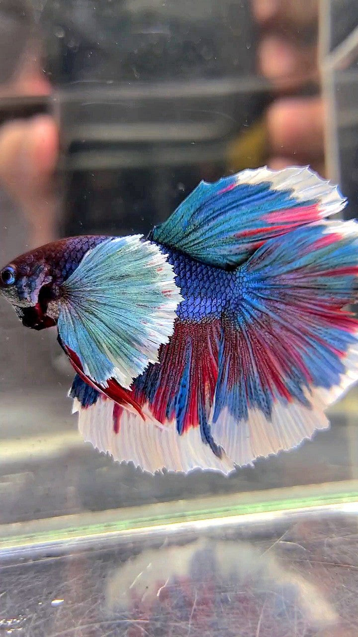 HALFMOON SUPER DUMBO EAR BLUE GREEN REDWASH BETTA FISH