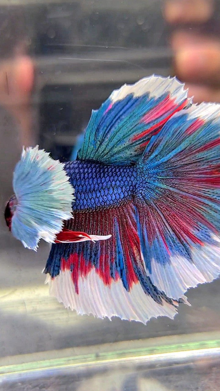 HALFMOON SUPER DUMBO EAR BLUE GREEN REDWASH BETTA FISH