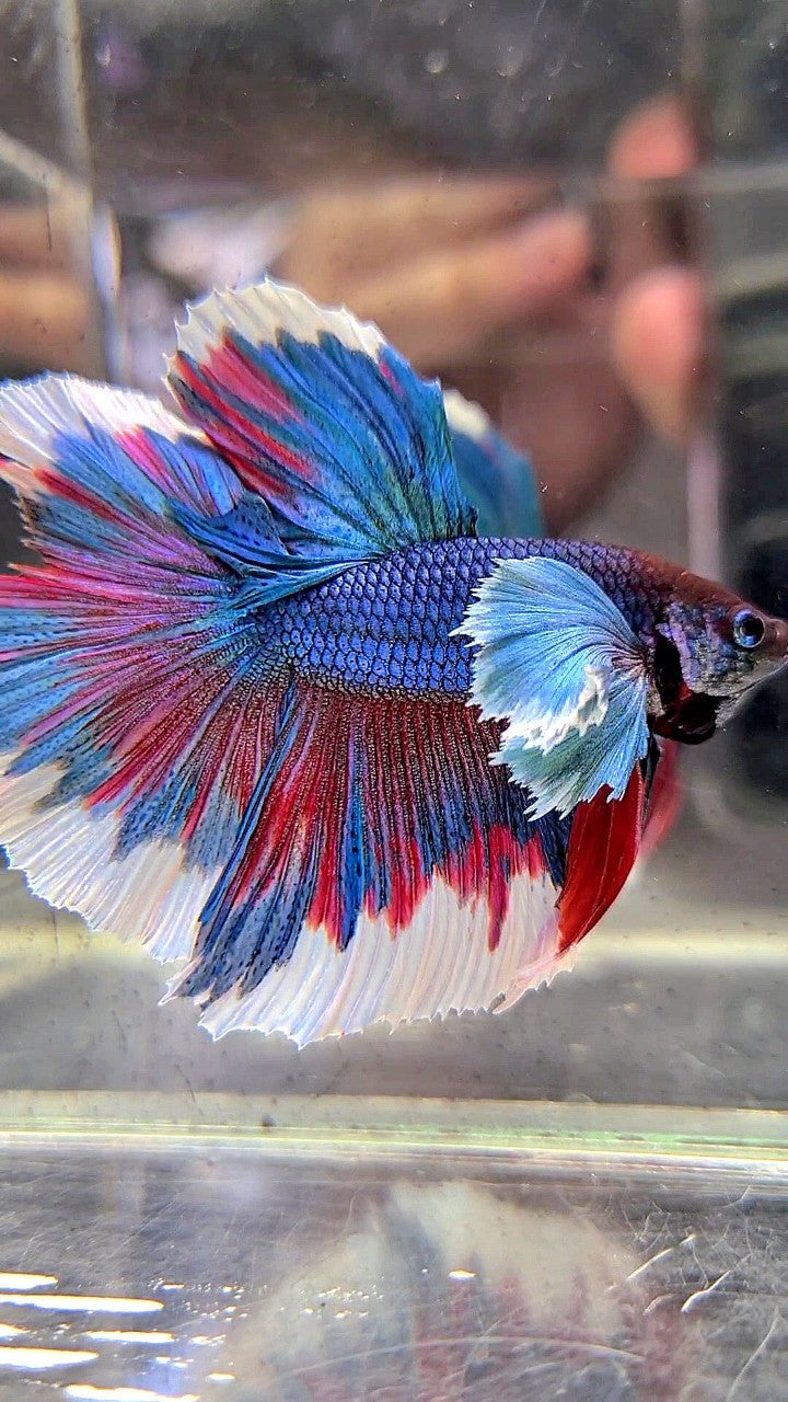 HALFMOON SUPER DUMBO EAR BLUE GREEN REDWASH BETTA FISH