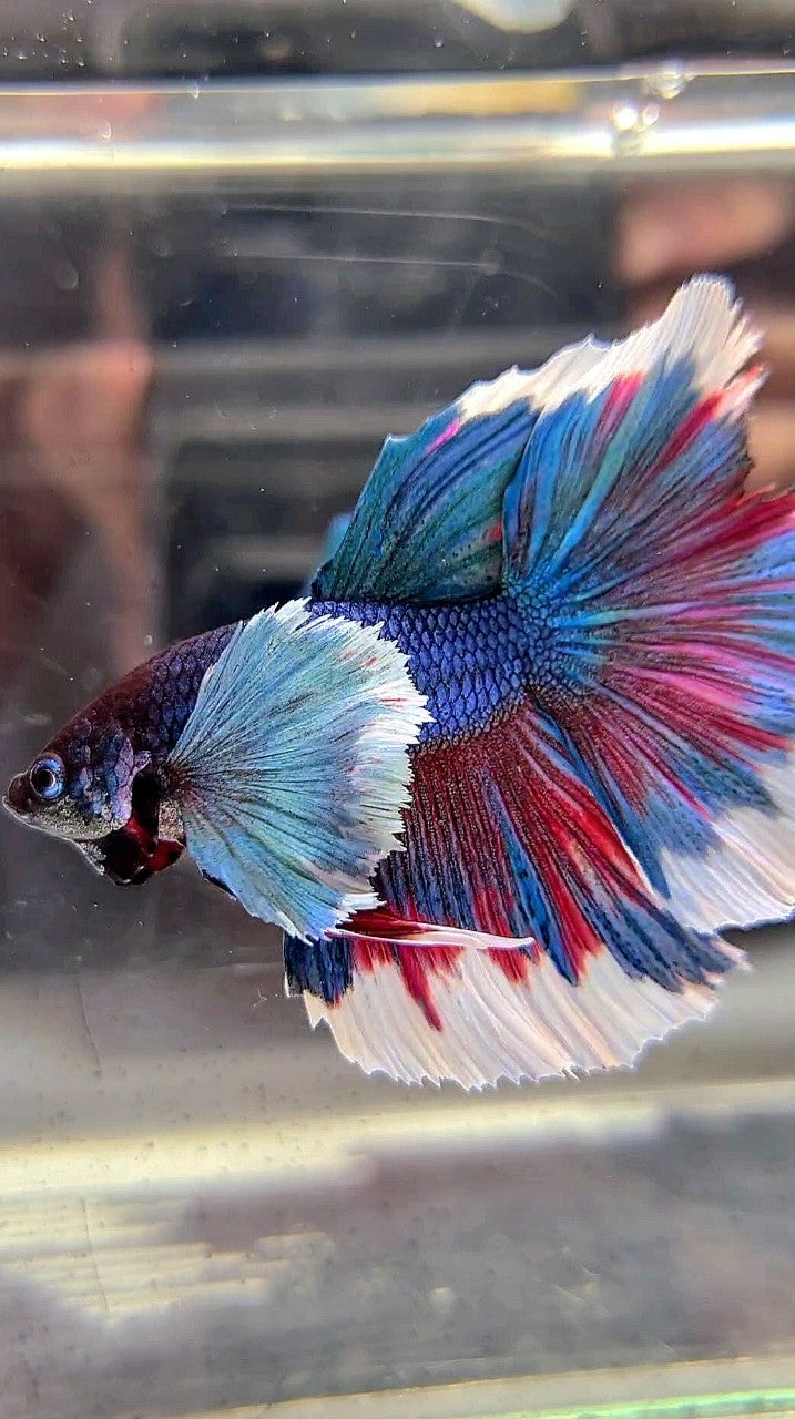 HALFMOON SUPER DUMBO EAR BLUE GREEN REDWASH BETTA FISH