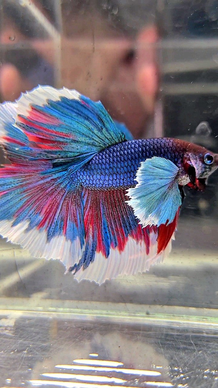 HALFMOON SUPER DUMBO EAR BLUE GREEN REDWASH BETTA FISH