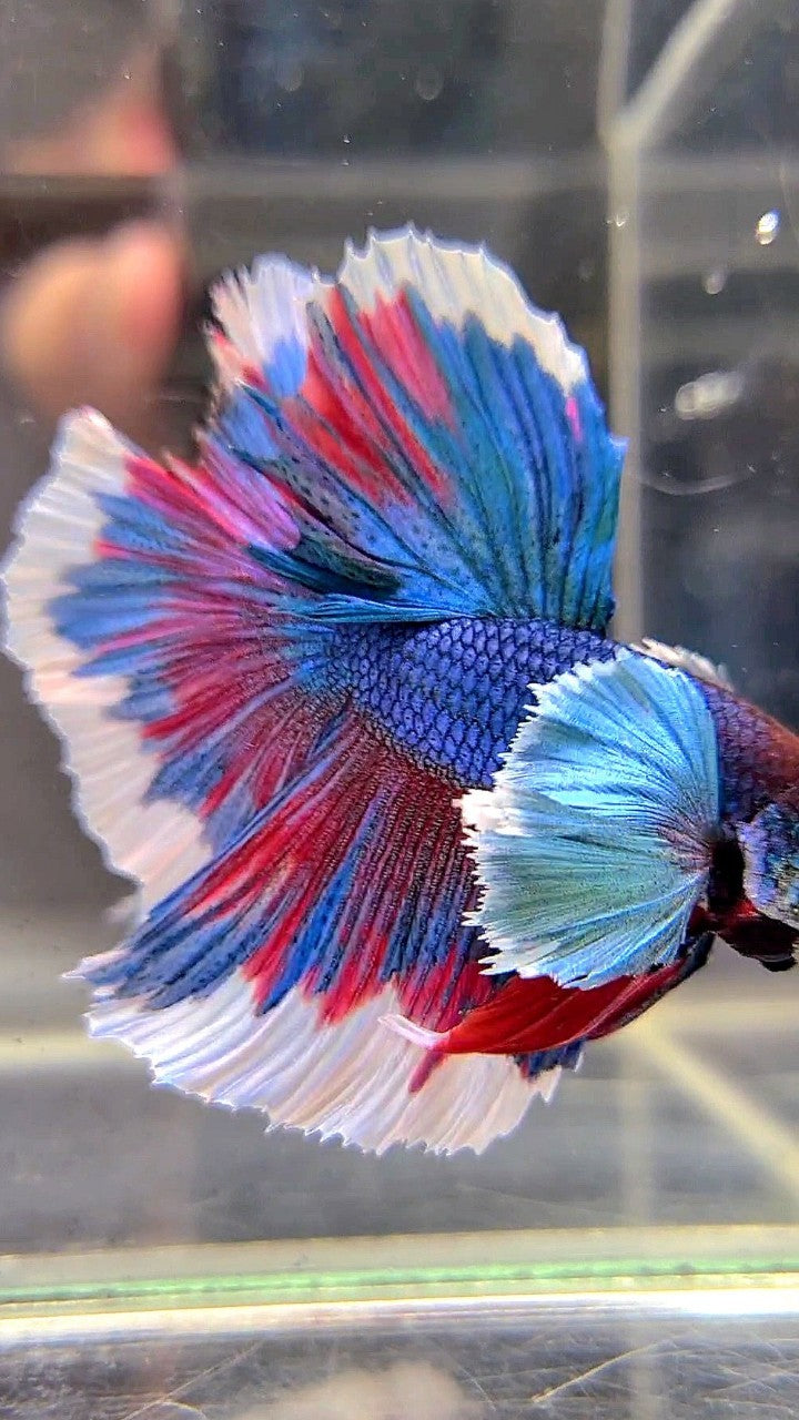 HALFMOON SUPER DUMBO EAR BLUE GREEN REDWASH BETTA FISH