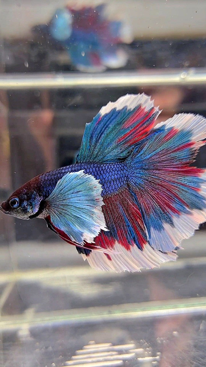 HALFMOON SUPER DUMBO EAR BLUE GREEN REDWASH BETTA FISH