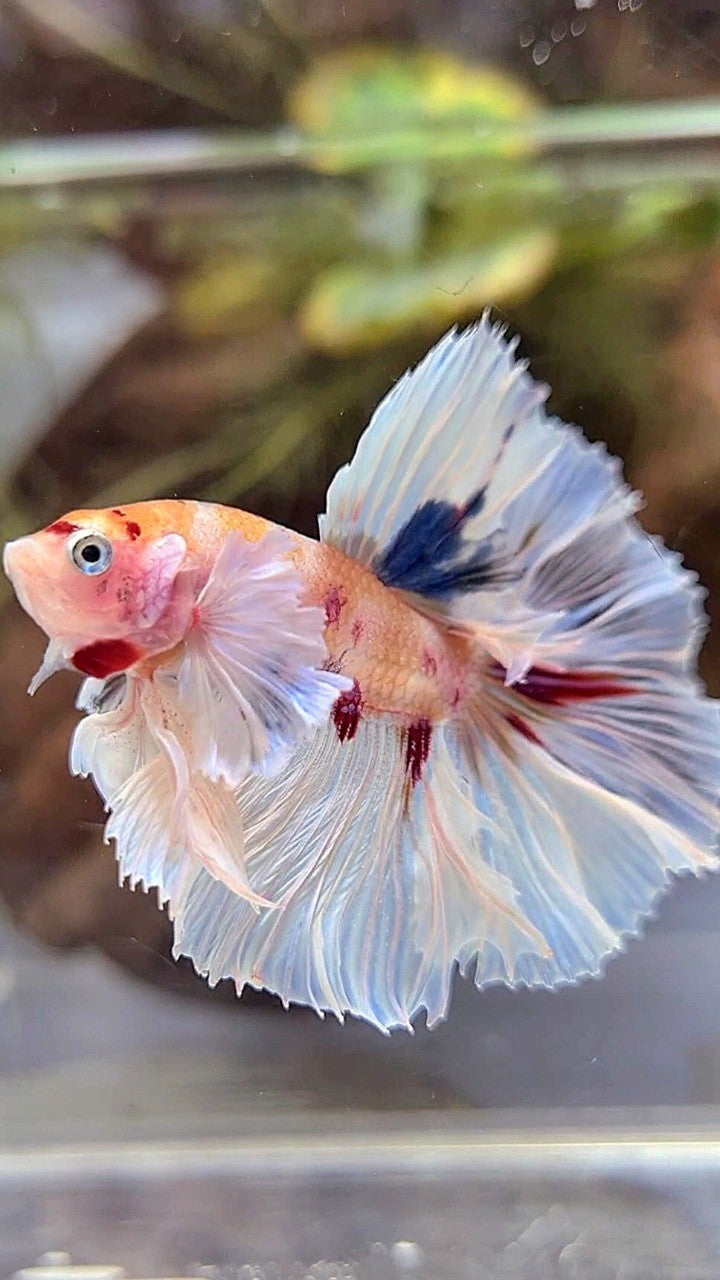 HALFMOON DUMBO EAR ROSETAIL KOI MULTICOLOR BETTA FISH