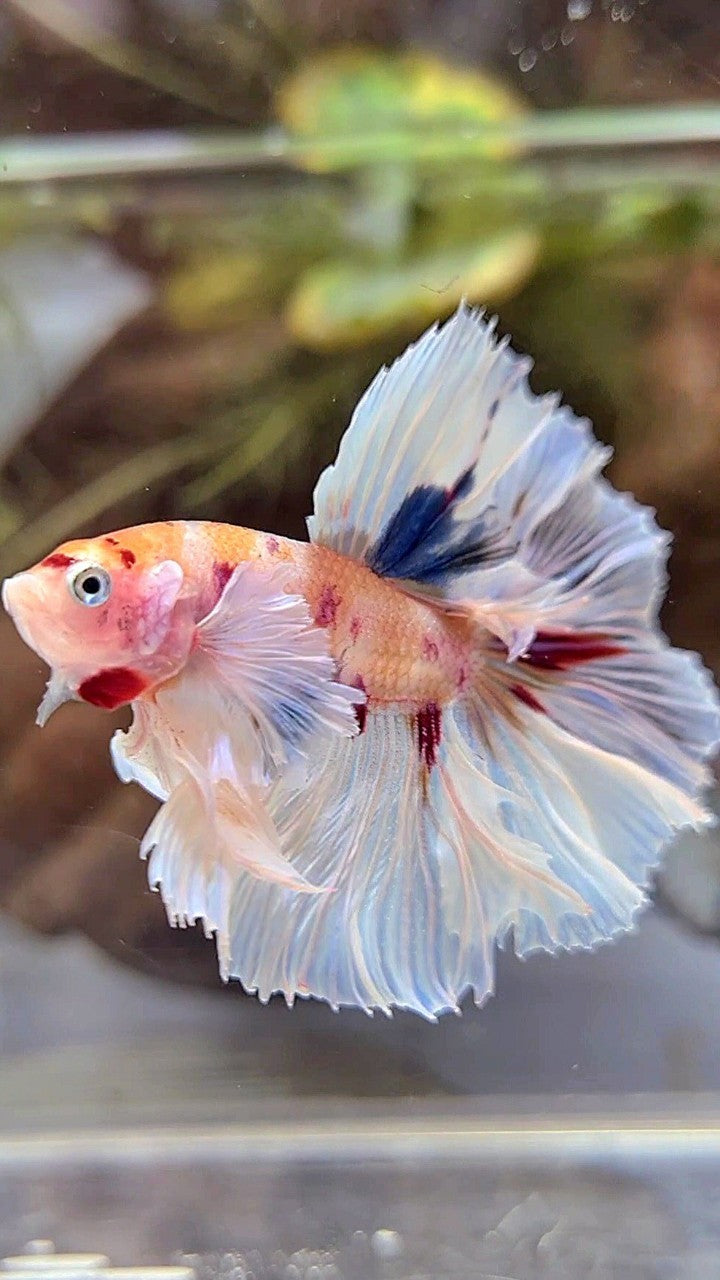 HALFMOON DUMBO EAR ROSETAIL KOI MULTICOLOR BETTA FISH