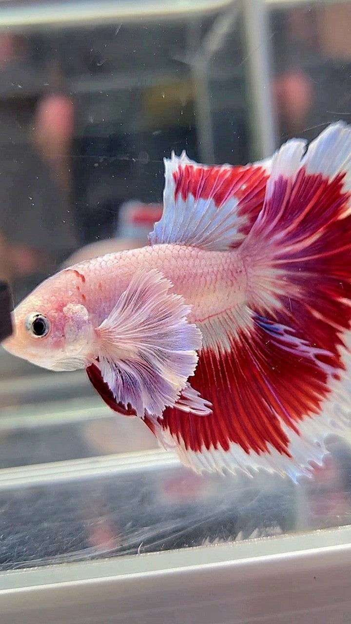 HALFMOON DUMBO EAR ROSETAIL AOC CELLOPHANE RED PATTERN BUTTERFLY BETTA FISH