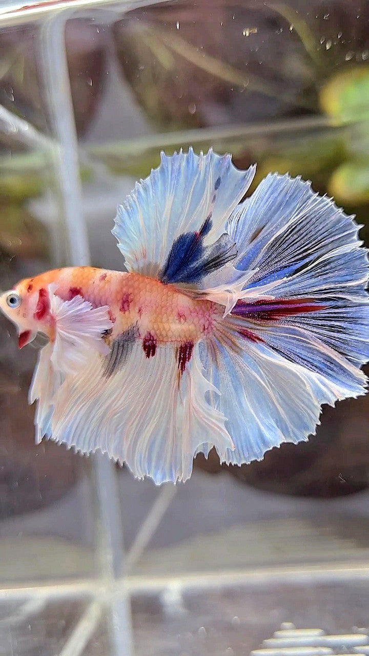 HALFMOON DUMBO EAR ROSETAIL KOI MULTICOLOR BETTA FISH