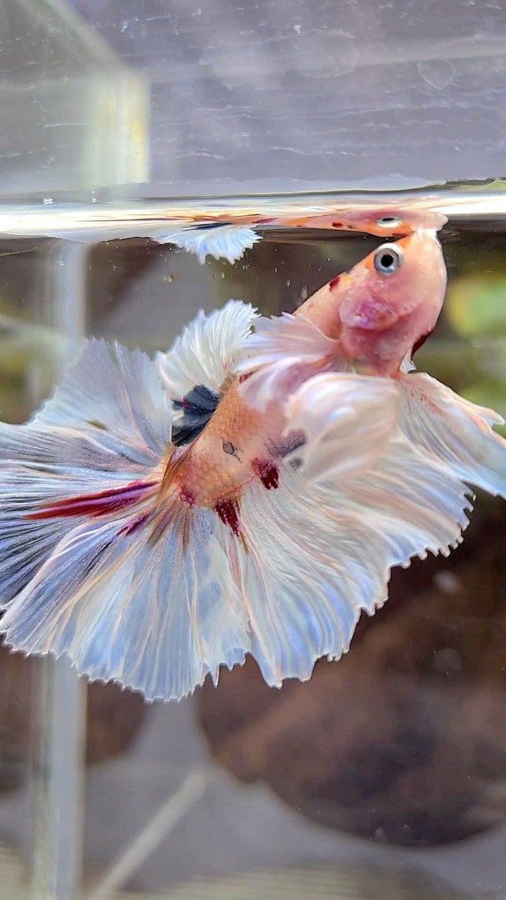 HALFMOON DUMBO EAR ROSETAIL KOI MULTICOLOR BETTA FISH