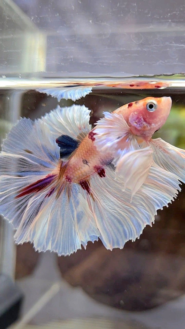 HALFMOON DUMBO EAR ROSETAIL KOI MULTICOLOR BETTA FISH