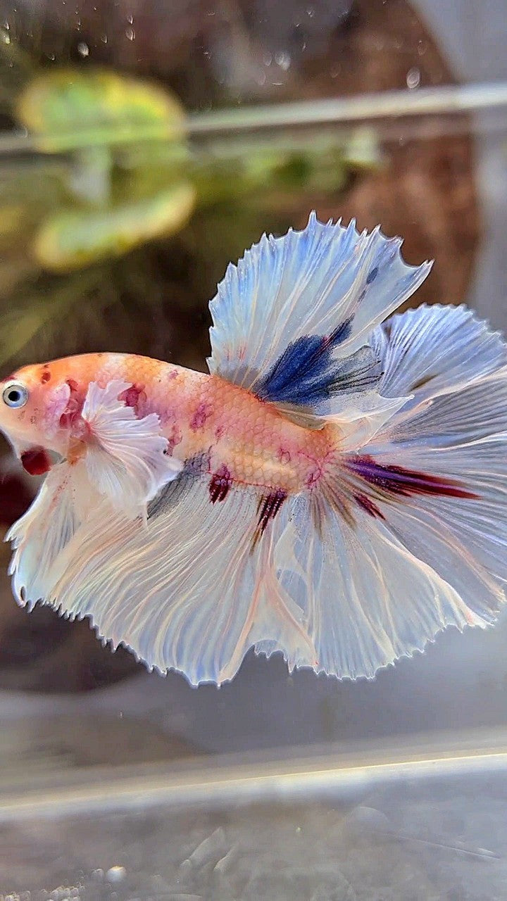 HALFMOON DUMBO EAR ROSETAIL KOI MULTICOLOR BETTA FISH