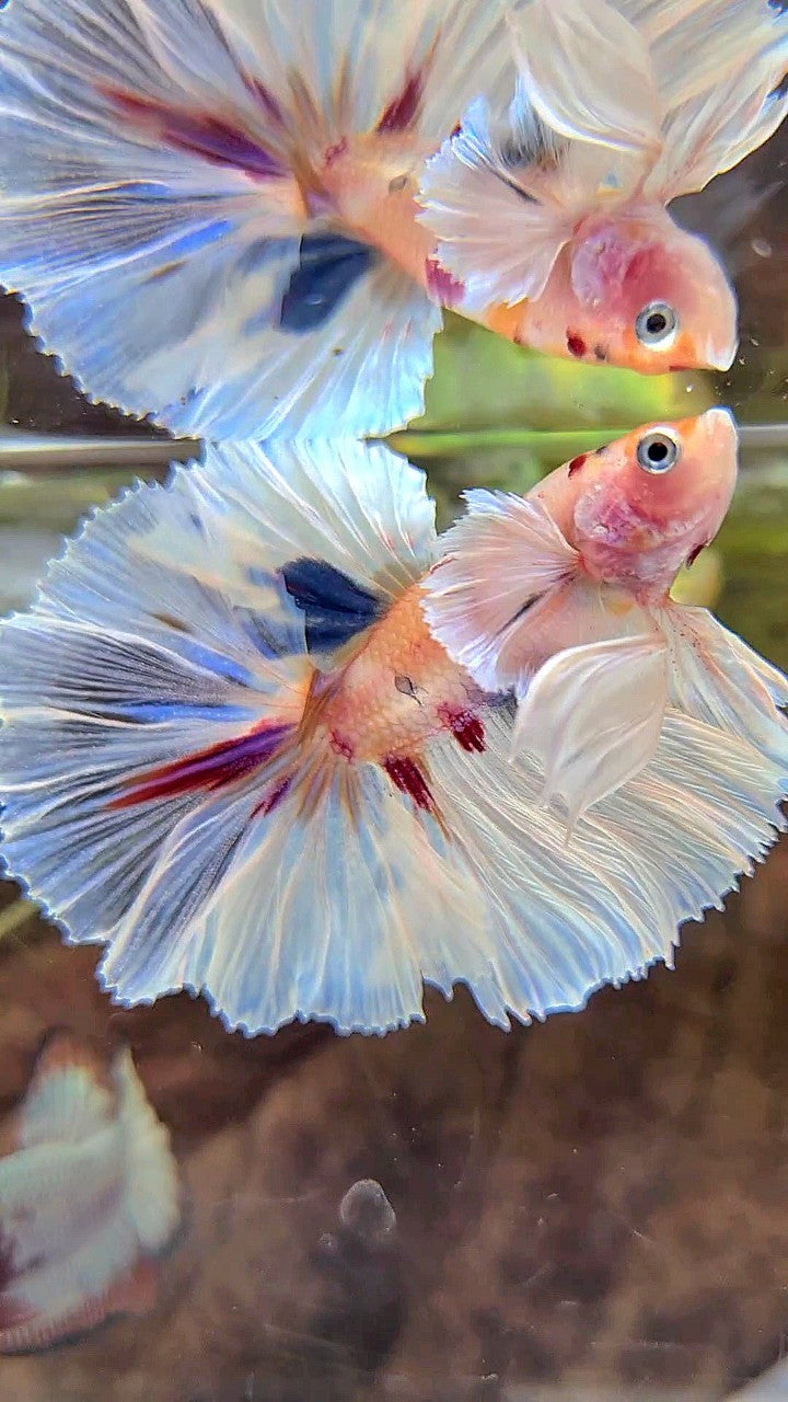 HALFMOON DUMBO EAR ROSETAIL KOI MULTICOLOR BETTA FISH