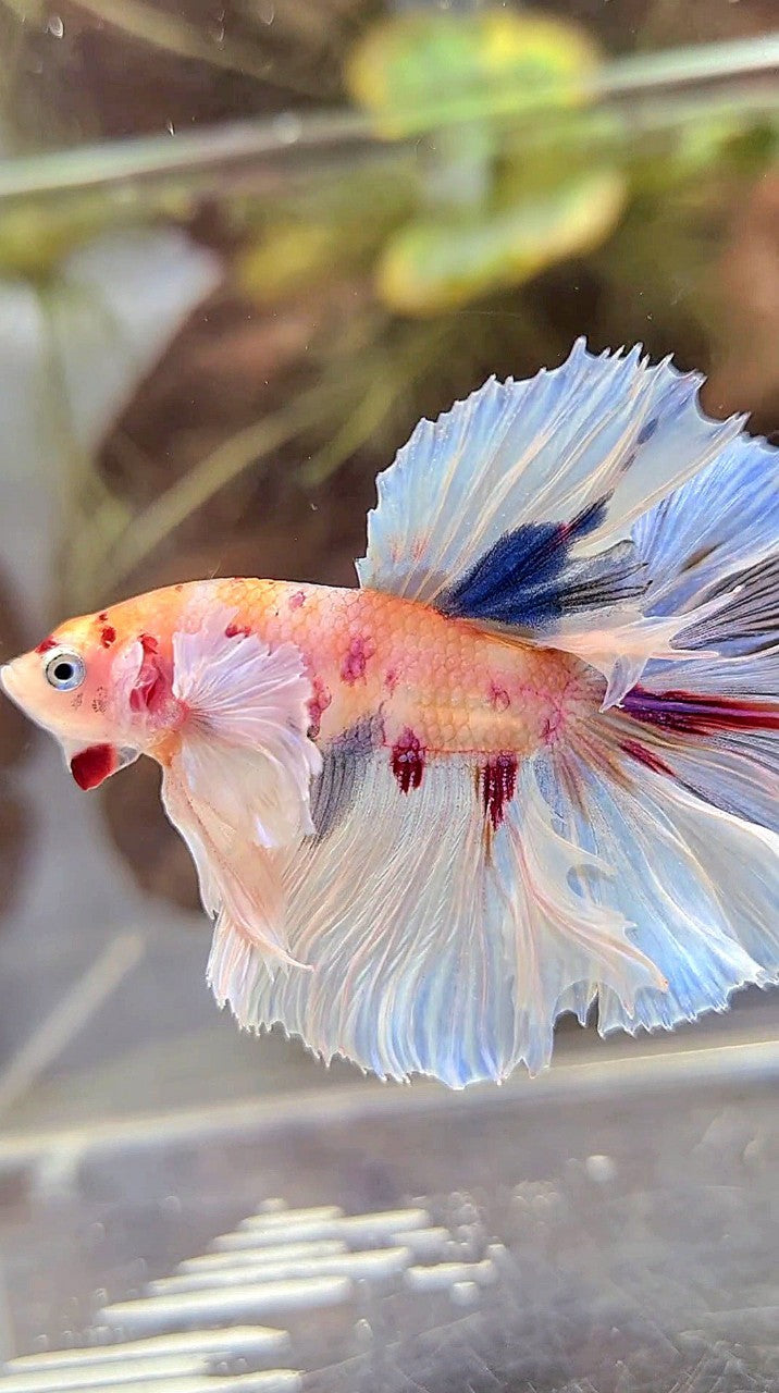 HALFMOON DUMBO EAR ROSETAIL KOI MULTICOLOR BETTA FISH