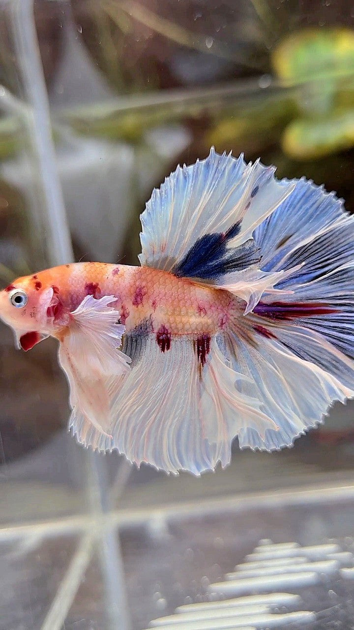 HALFMOON DUMBO EAR ROSETAIL KOI MULTICOLOR BETTA FISH