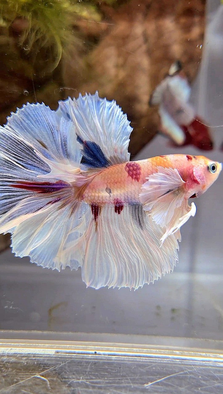 HALFMOON DUMBO EAR ROSETAIL KOI MULTICOLOR BETTA FISH