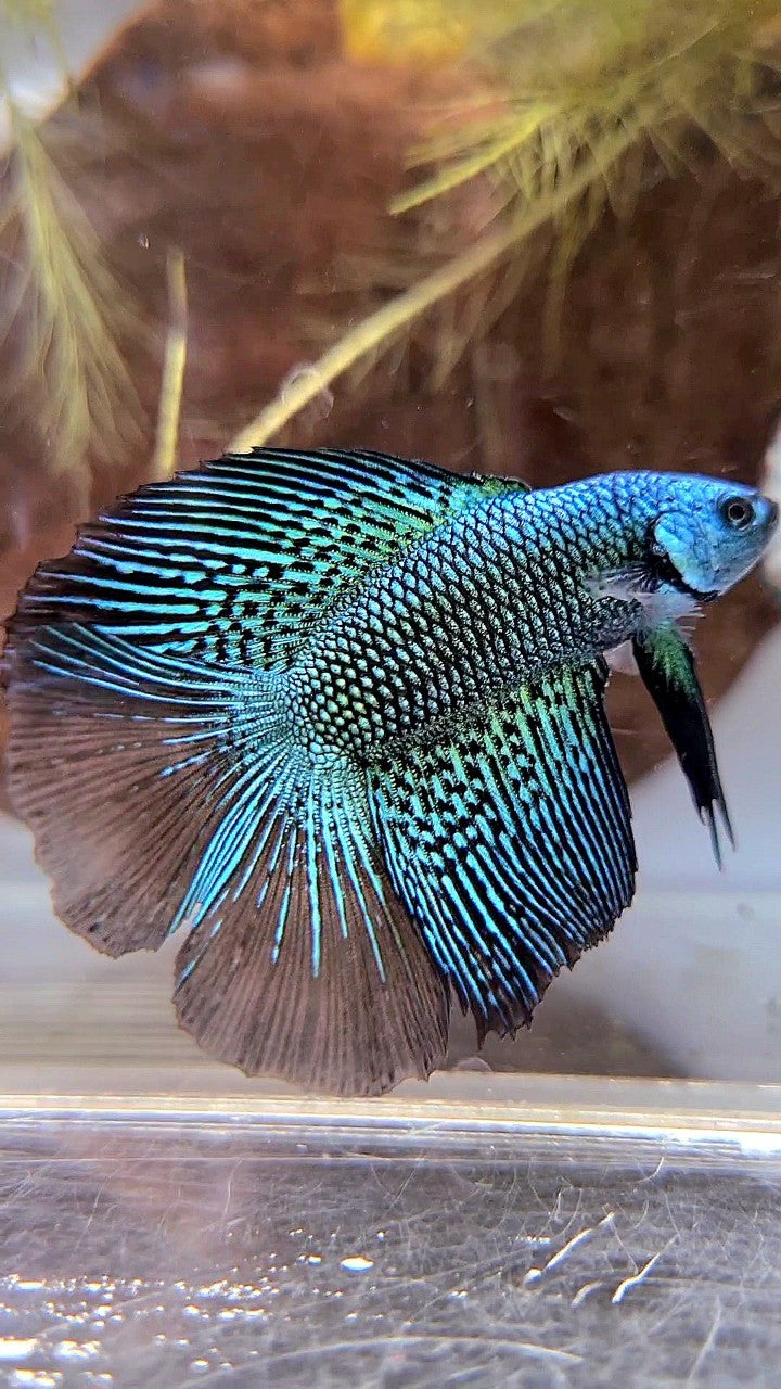 LUXURY HALFMOON DOUBLE TAIL ALIEN GREEN HYBRID WILD BETTA FISH