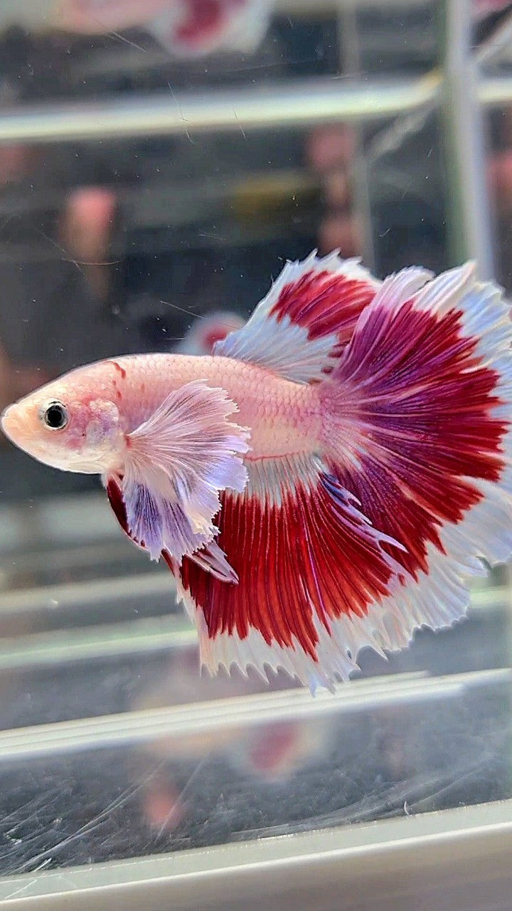 HALFMOON DUMBO EAR ROSETAIL AOC CELLOPHANE RED PATTERN BUTTERFLY BETTA FISH