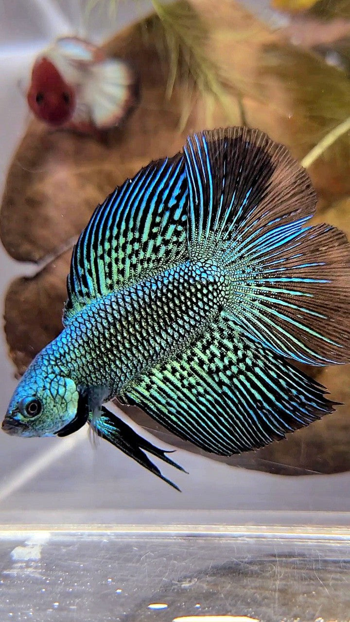 LUXURY HALFMOON DOUBLE TAIL ALIEN GREEN HYBRID WILD BETTA FISH