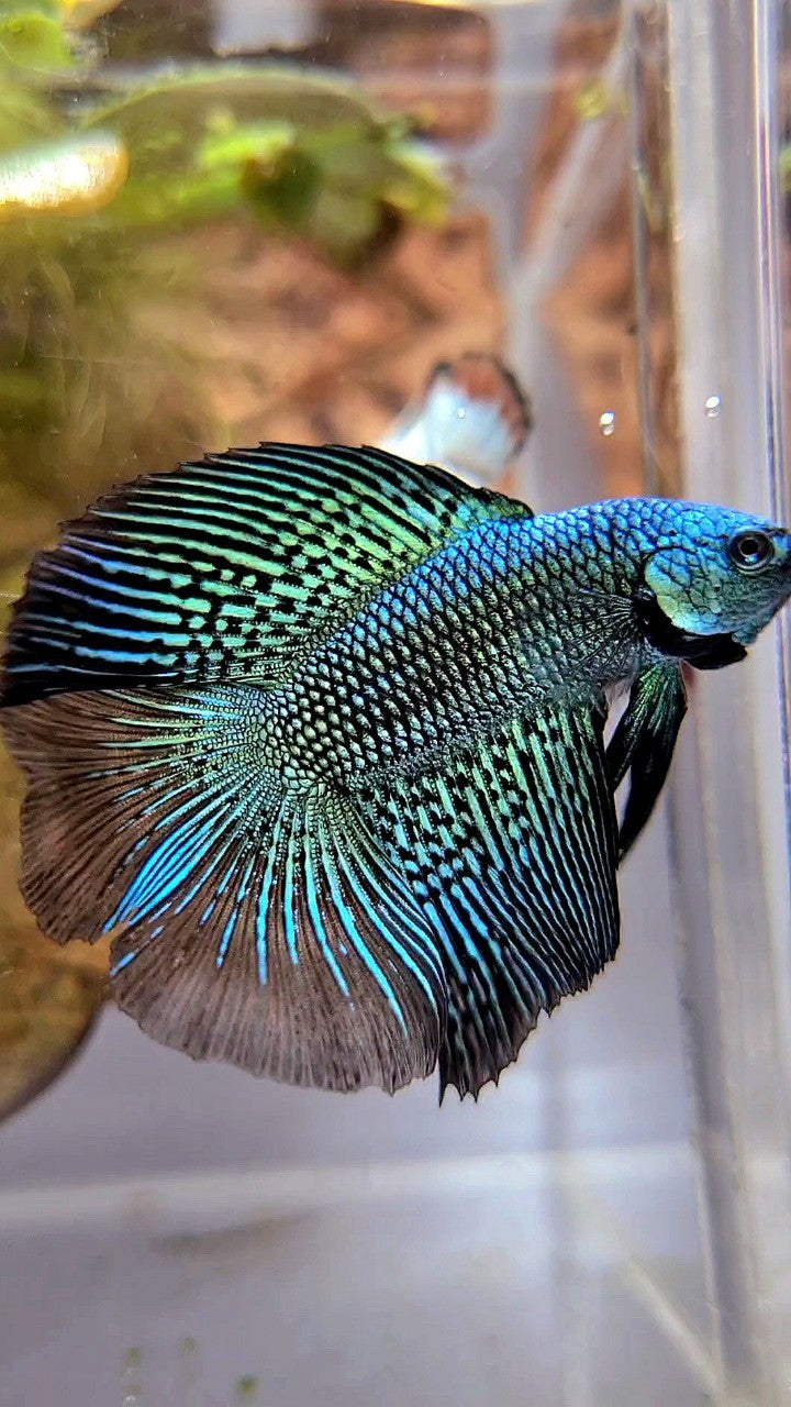 LUXURY HALFMOON DOUBLE TAIL ALIEN GREEN HYBRID WILD BETTA FISH