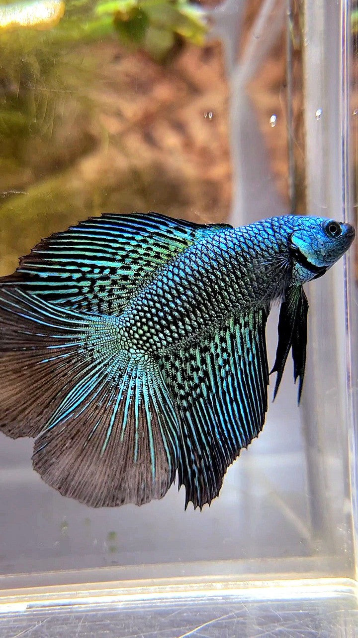 LUXURY HALFMOON DOUBLE TAIL ALIEN GREEN HYBRID WILD BETTA FISH