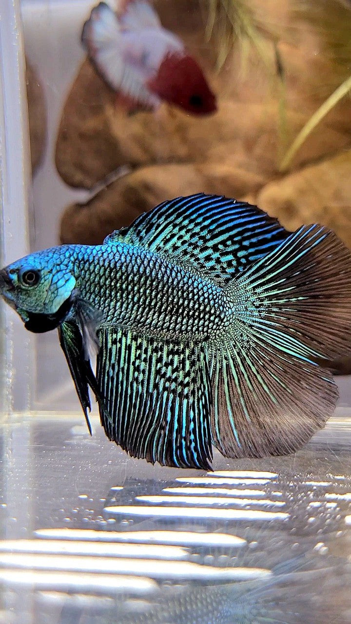 LUXURY HALFMOON DOUBLE TAIL ALIEN GREEN HYBRID WILD BETTA FISH