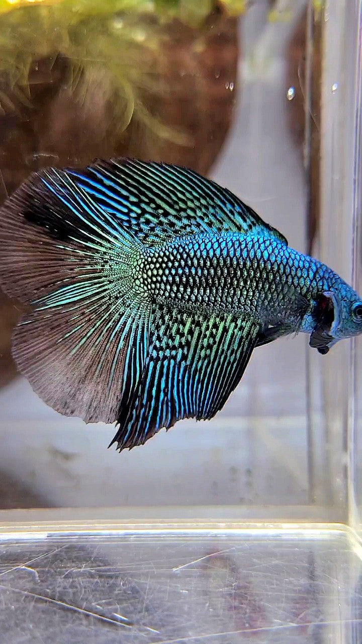 LUXURY HALFMOON DOUBLE TAIL ALIEN GREEN HYBRID WILD BETTA FISH