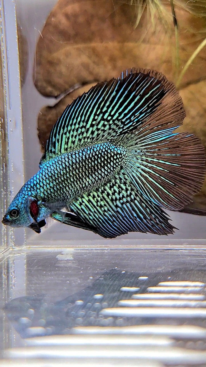 LUXURY HALFMOON DOUBLE TAIL ALIEN GREEN HYBRID WILD BETTA FISH