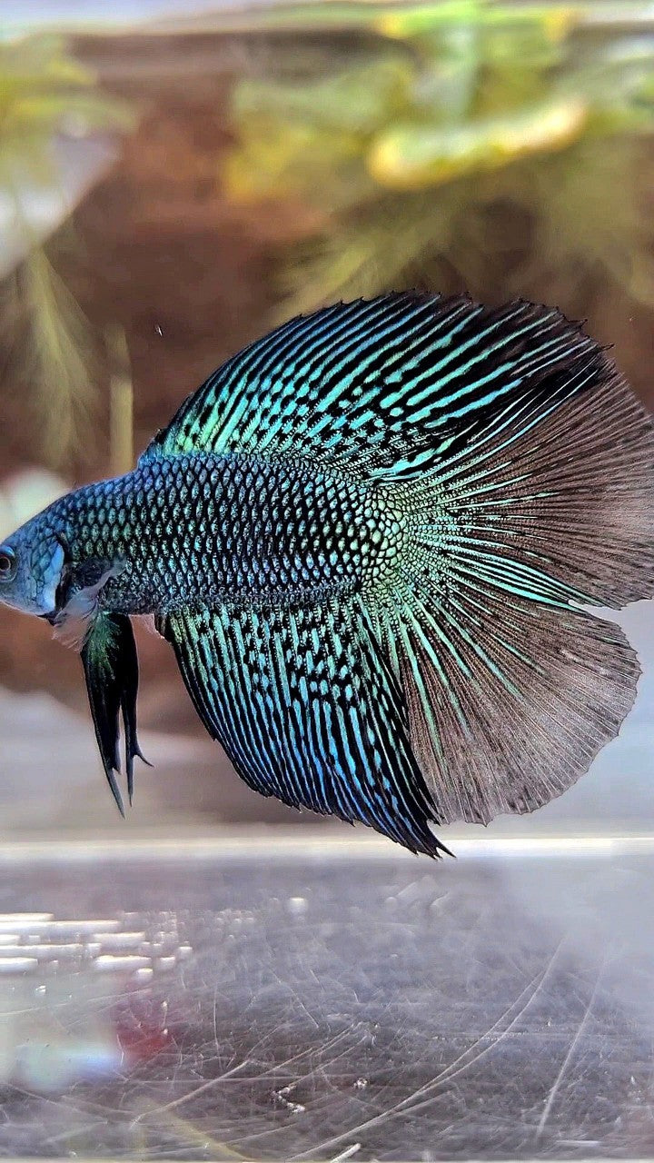 LUXURY HALFMOON DOUBLE TAIL ALIEN GREEN HYBRID WILD BETTA FISH