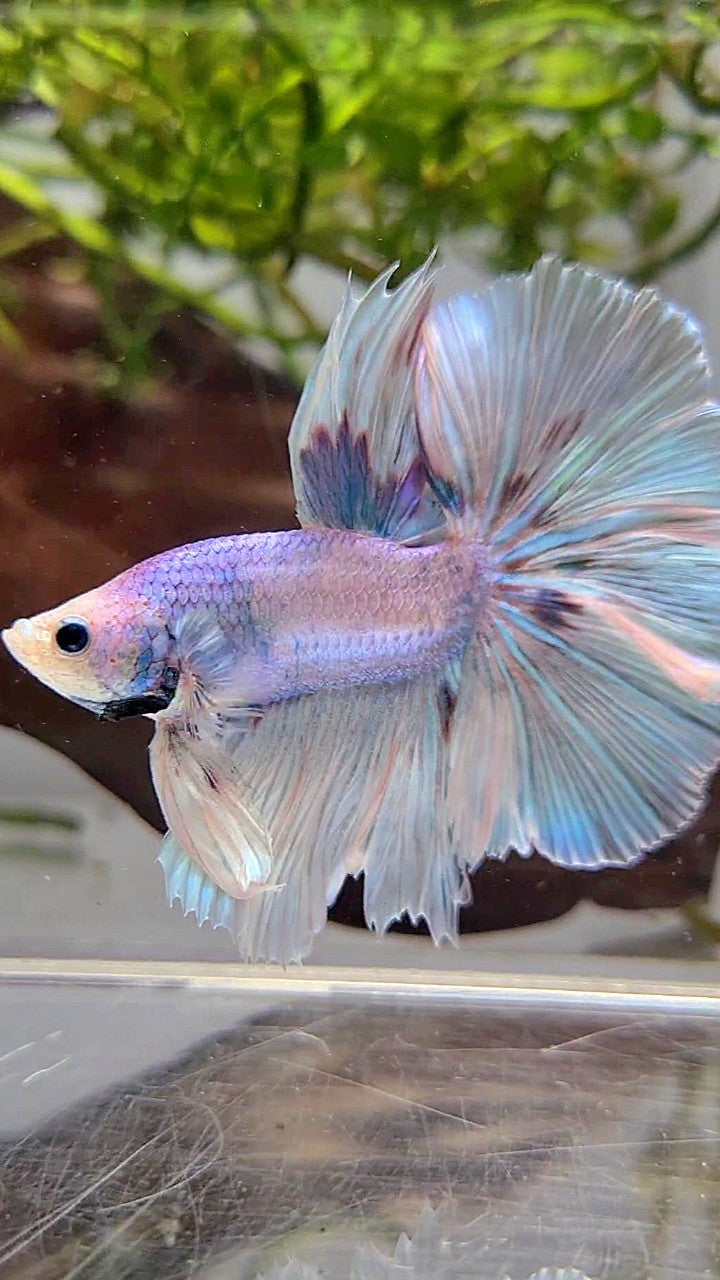 HALFMOON OVER ROSETAIL VIOLET UNICORN BETTA FISH