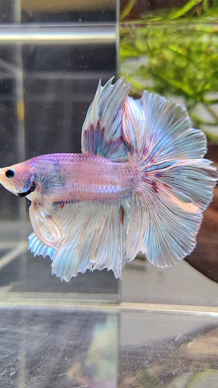 HALFMOON OVER ROSETAIL VIOLET UNICORN BETTA FISH