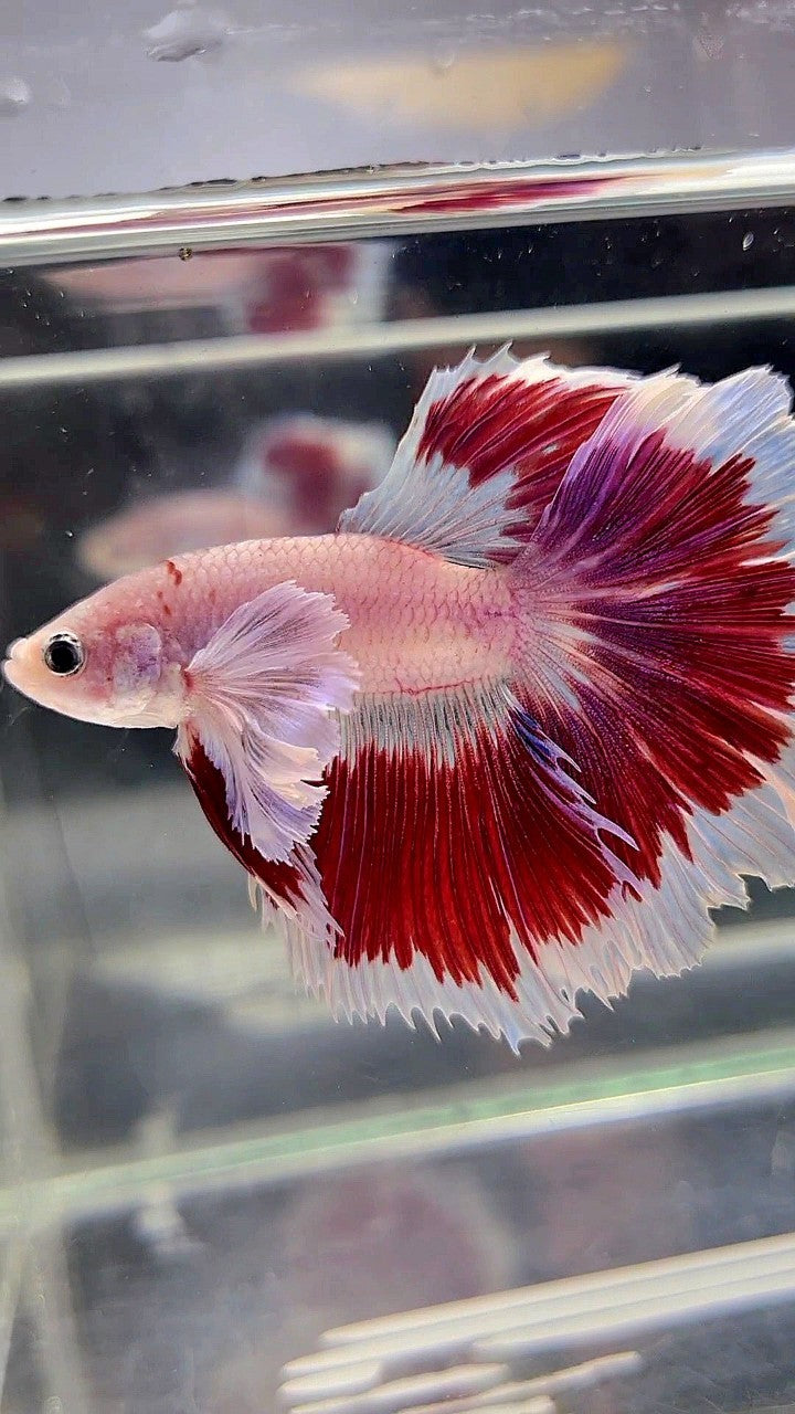 HALFMOON DUMBO EAR ROSETAIL AOC CELLOPHANE RED PATTERN BUTTERFLY BETTA FISH