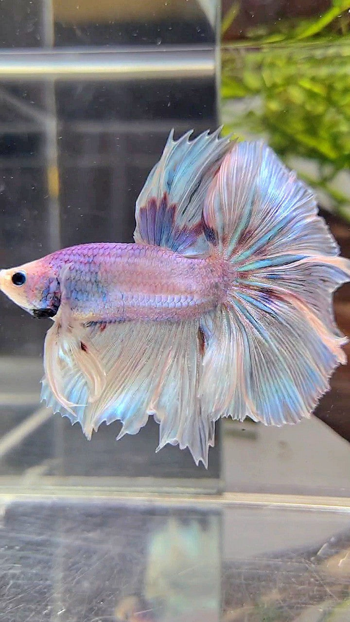 HALFMOON OVER ROSETAIL VIOLET UNICORN BETTA FISH