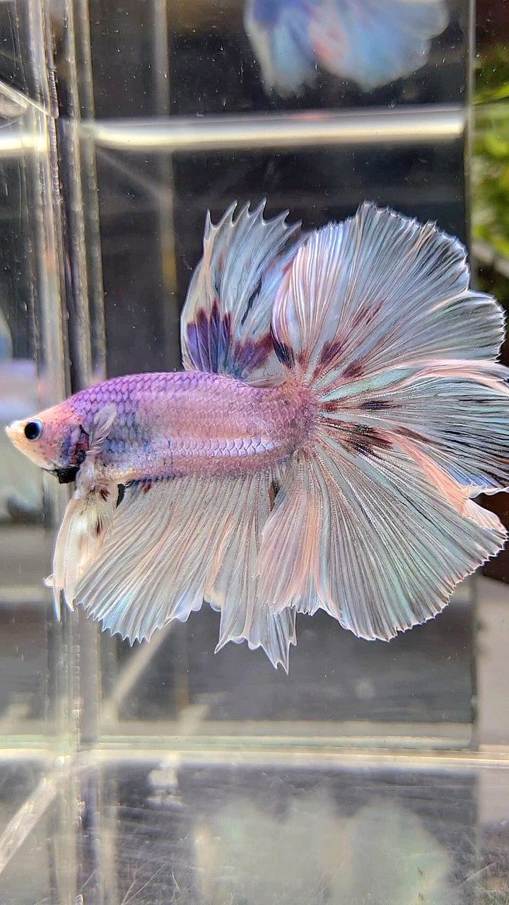 HALFMOON OVER ROSETAIL VIOLET UNICORN BETTA FISH