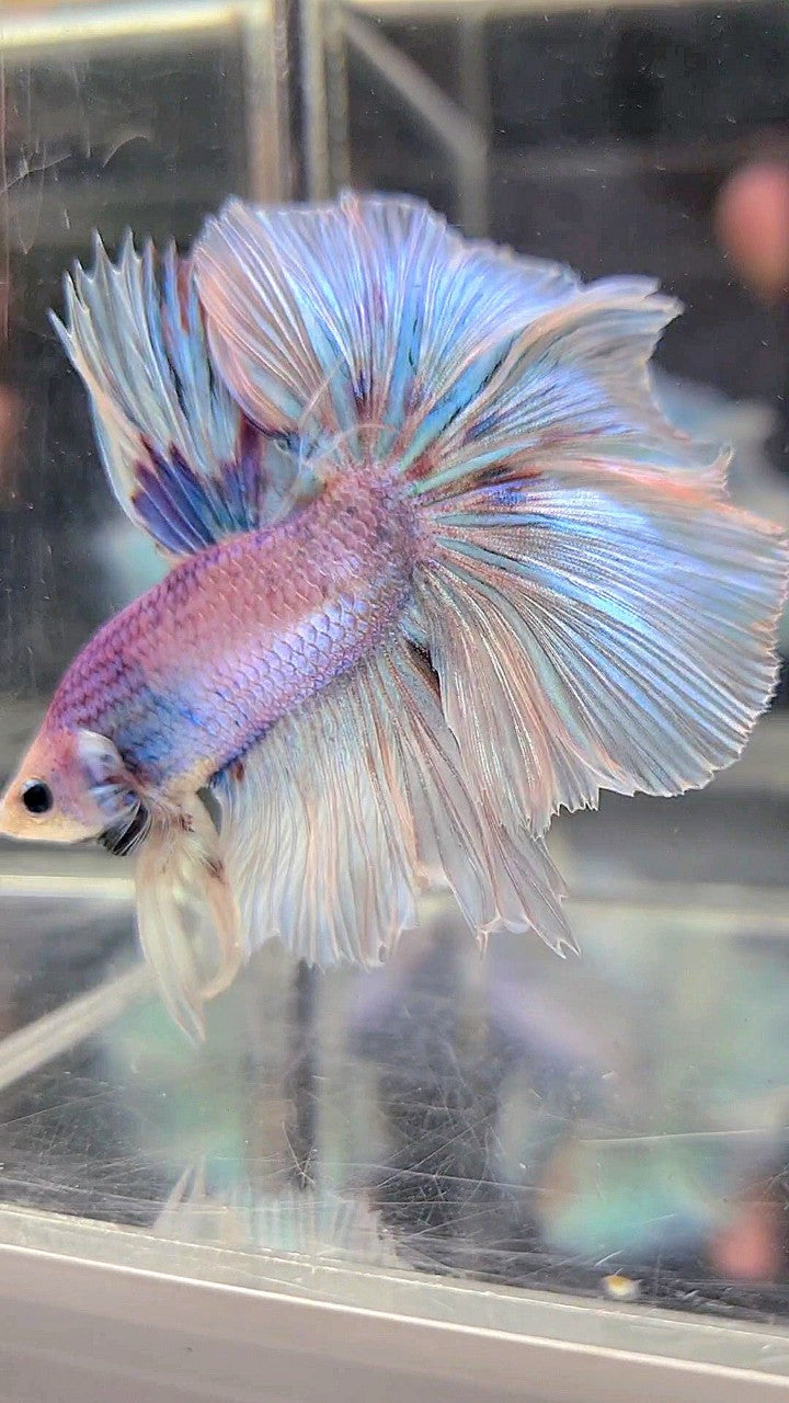 HALFMOON OVER ROSETAIL VIOLET UNICORN BETTA FISH