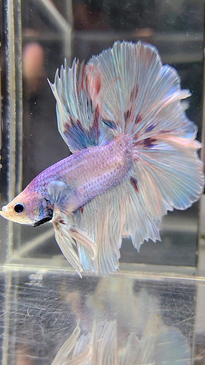 HALFMOON OVER ROSETAIL VIOLET UNICORN BETTA FISH