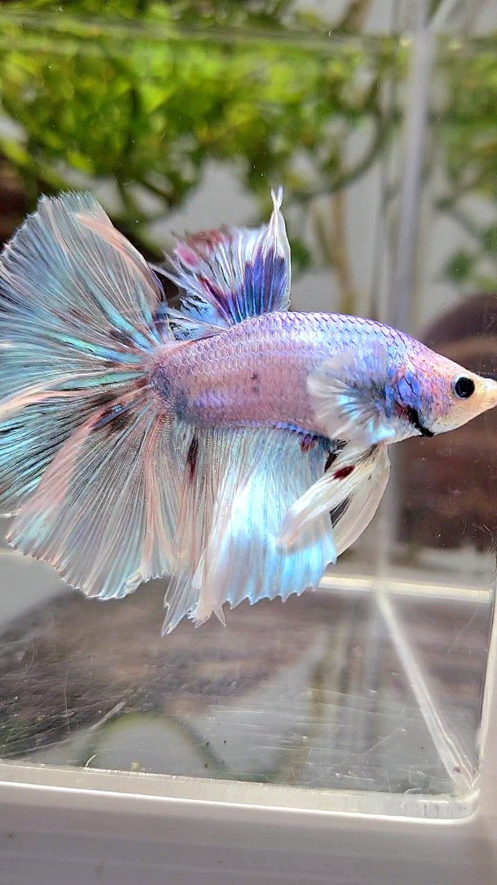 HALFMOON OVER ROSETAIL VIOLET UNICORN BETTA FISH