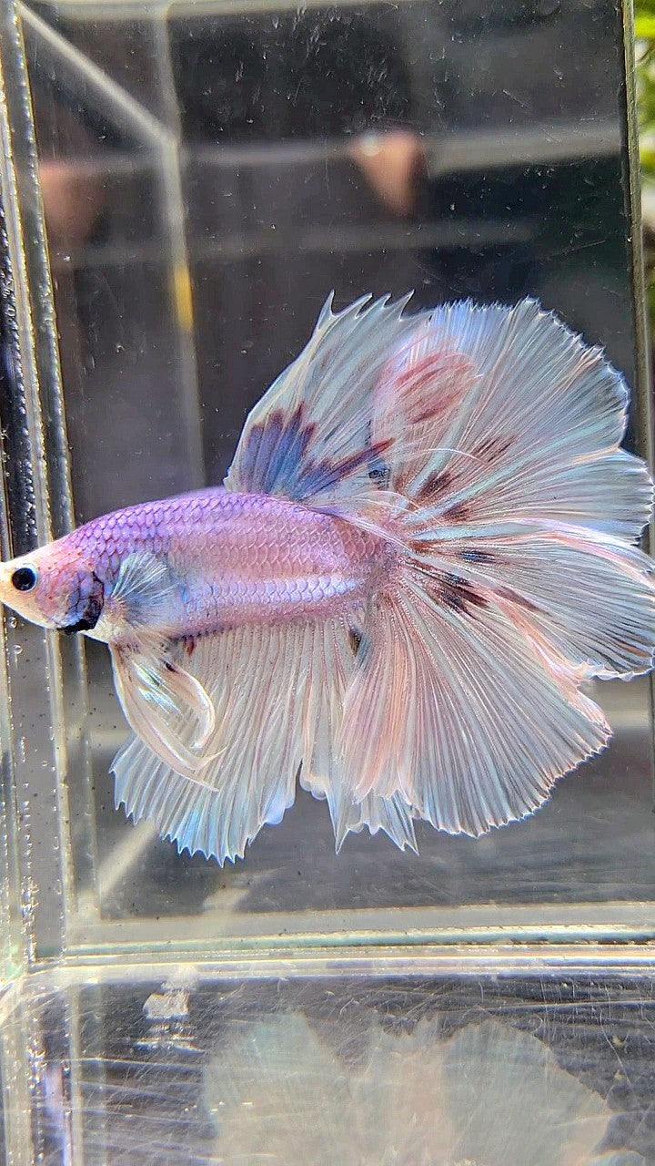 HALFMOON OVER ROSETAIL VIOLET UNICORN BETTA FISH