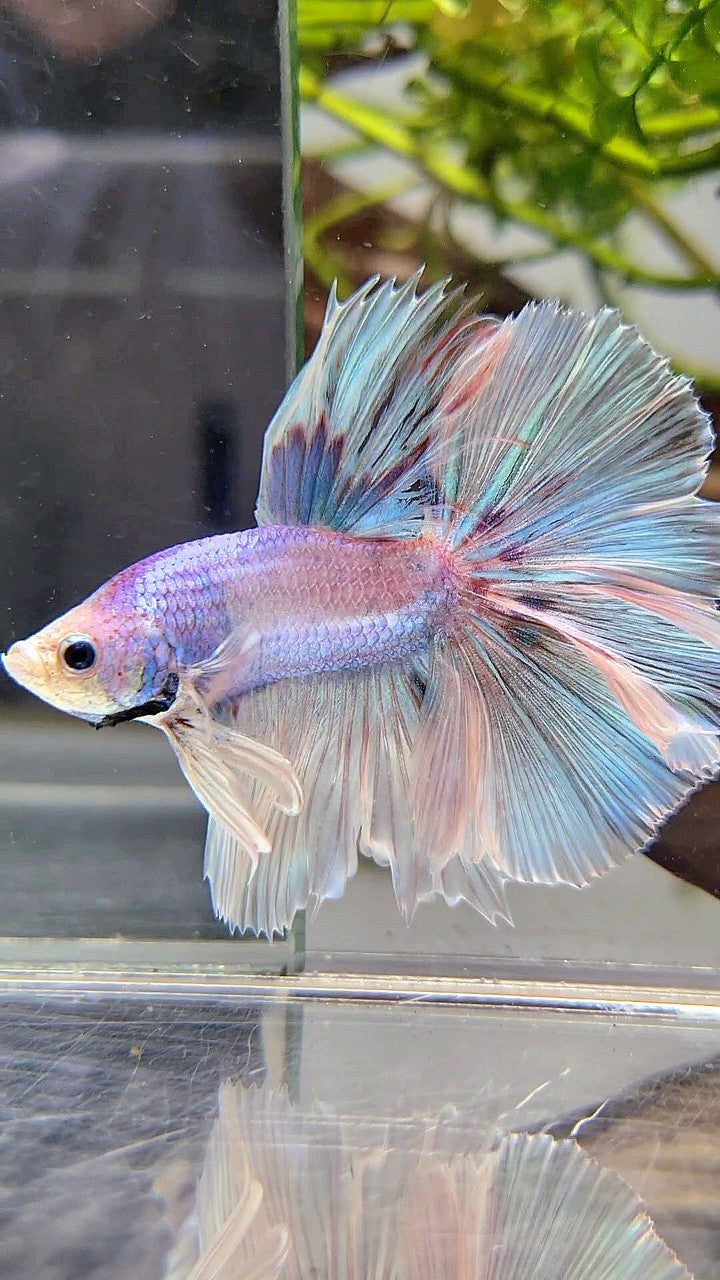 HALFMOON OVER ROSETAIL VIOLET UNICORN BETTA FISH