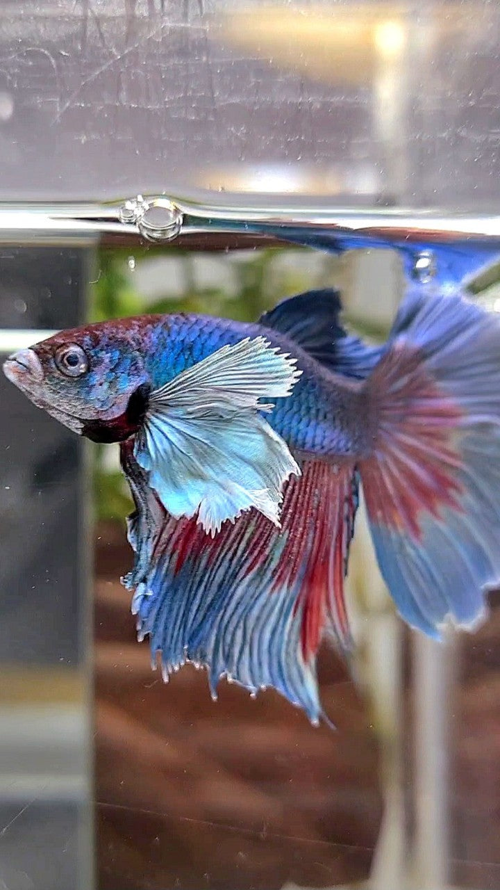 HALFMOON DUMBO EAR BLUE GREEN BETTA FISH