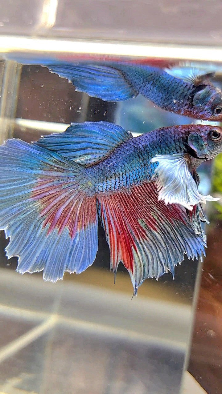 HALFMOON DUMBO EAR BLUE GREEN BETTA FISH