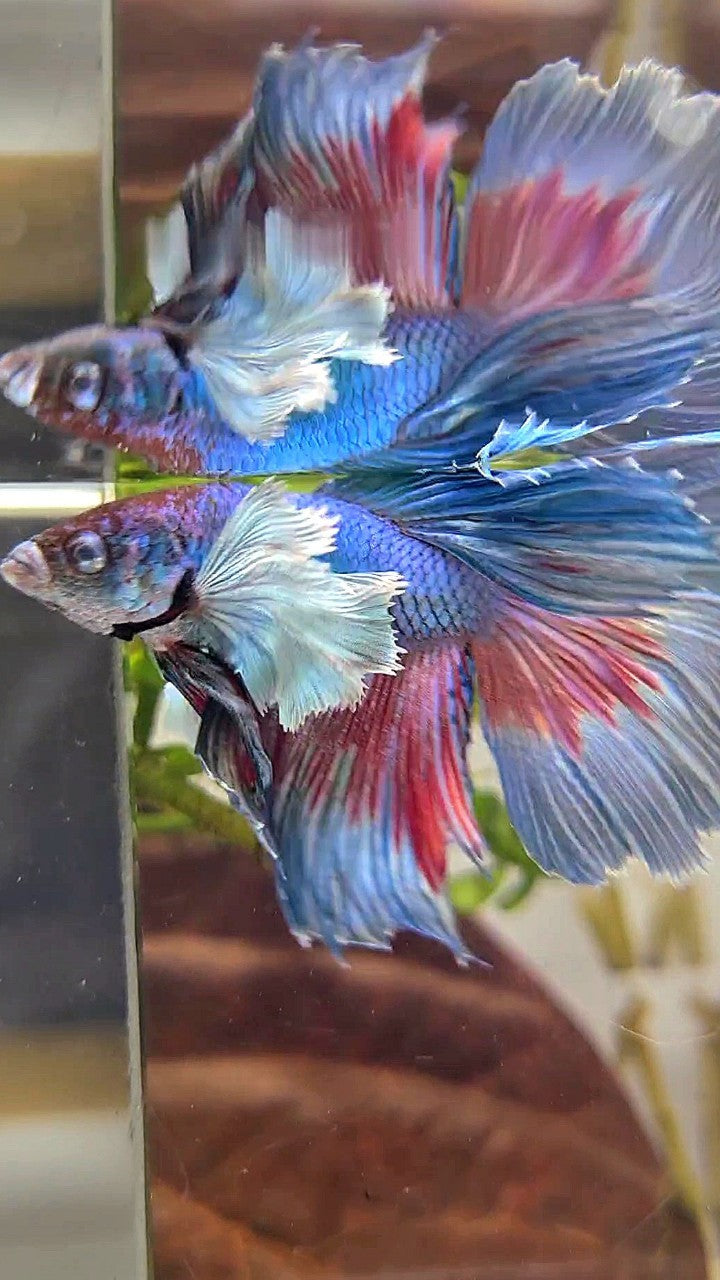 HALFMOON DUMBO EAR BLUE GREEN BETTA FISH