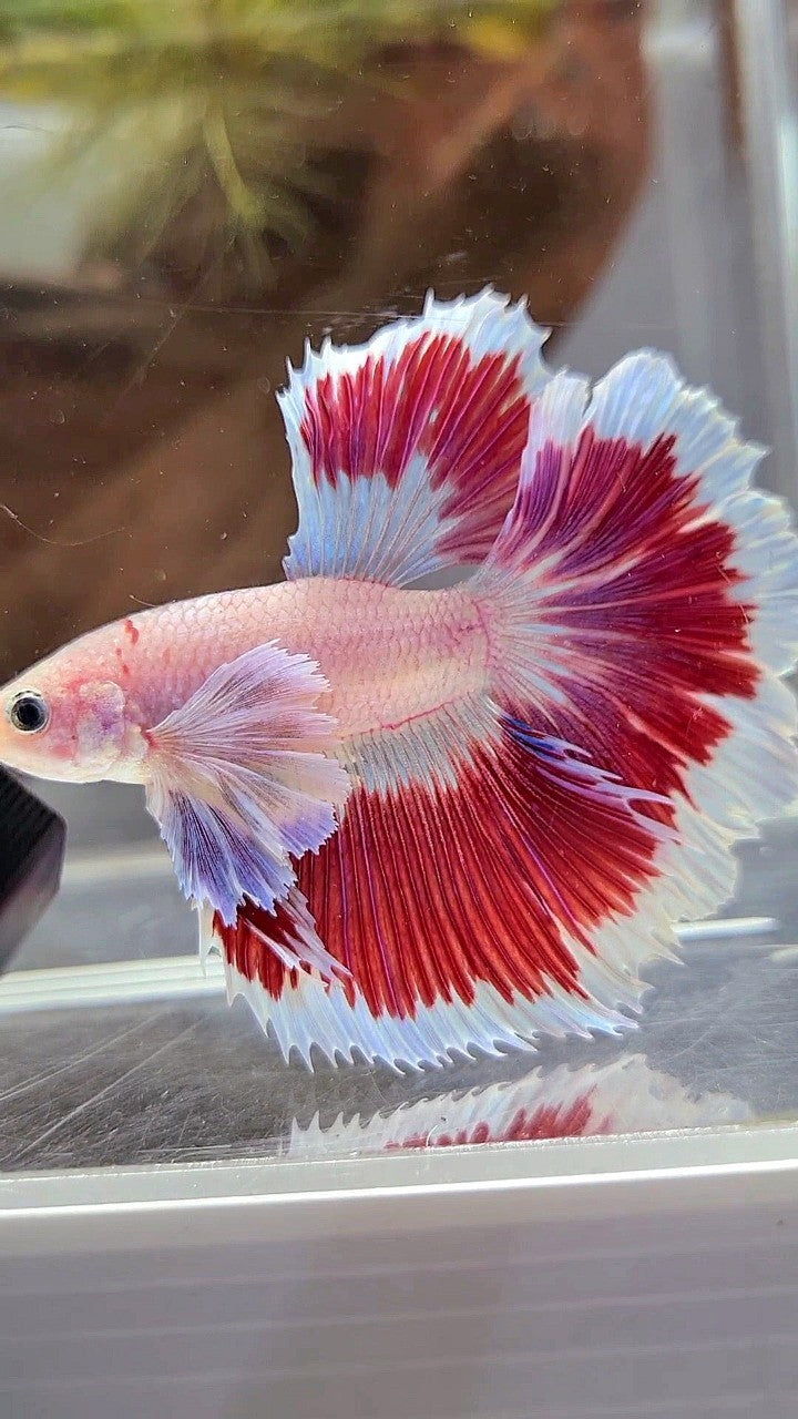 HALFMOON DUMBO EAR ROSETAIL AOC CELLOPHANE RED PATTERN BUTTERFLY BETTA FISH