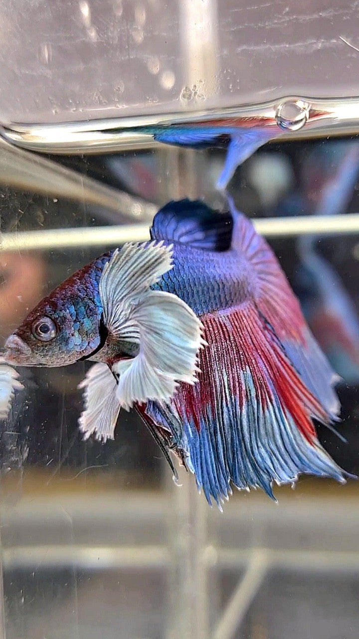 HALFMOON DUMBO EAR BLUE GREEN BETTA FISH