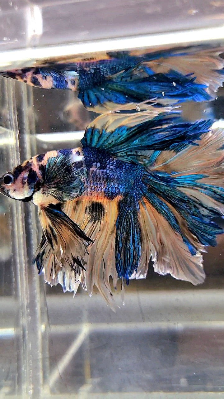 XL HALFMOON ROSETAIL YELLOW FANCY MULTICOLOR BETTA FISH