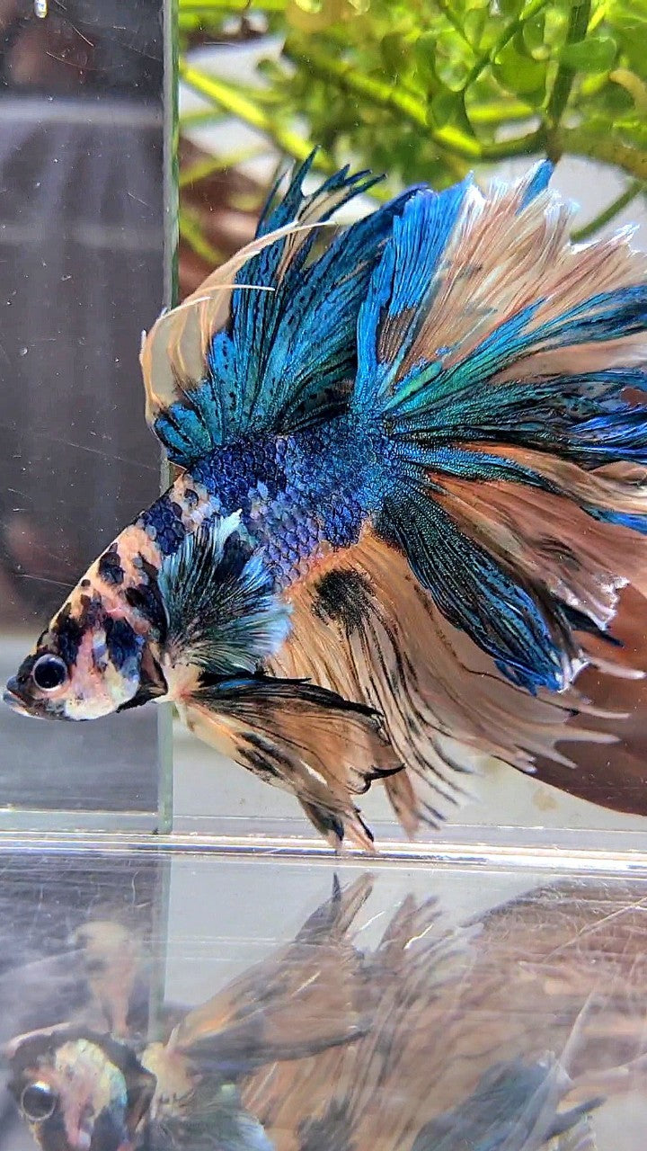 XL HALFMOON ROSETAIL YELLOW FANCY MULTICOLOR BETTA FISH