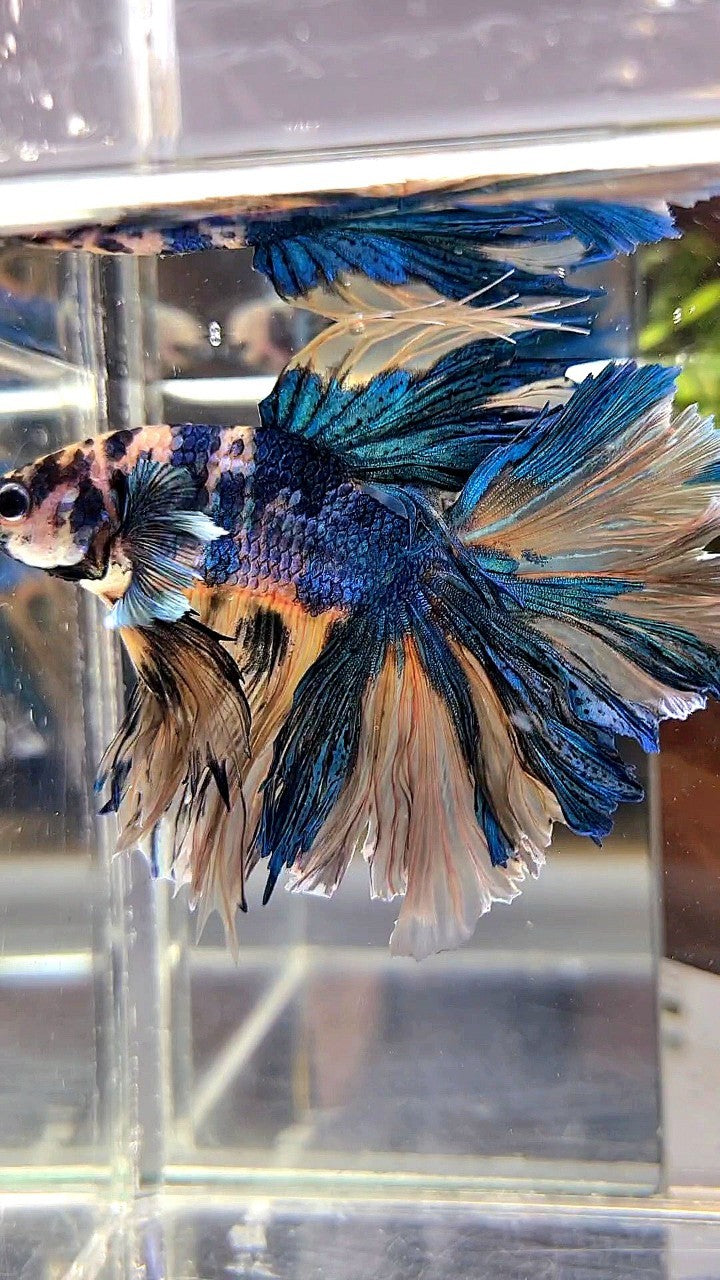 XL HALFMOON ROSETAIL YELLOW FANCY MULTICOLOR BETTA FISH