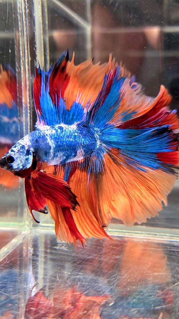 XL HALFMOON DOUBLE TAIL OVERTAIL BLUE NEMO MARBLE MULTICOLOR BETTA FISH