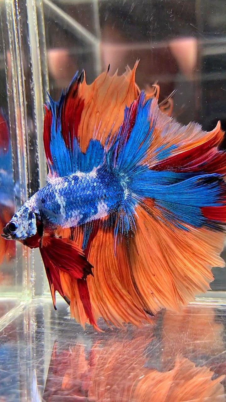 XL HALFMOON DOUBLE TAIL OVERTAIL BLUE NEMO MARBLE MULTICOLOR BETTA FISH